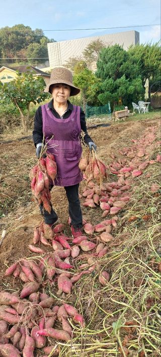 김숙희님의 고구마 · 영농일지 작성글 사진