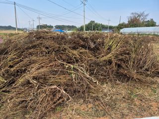 김기철님의 들깨 · 영농일지 작성글 사진