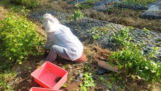 서초농원님의 기타작물 · 영농일지 작성글 사진