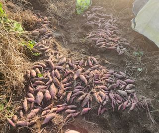 스마일00님의 고구마 · 영농일지 작성글 사진