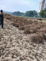 팜모닝 들깨·영농일지 게시글 이미지