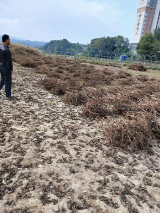 강지현님의 들깨 · 영농일지 작성글 사진