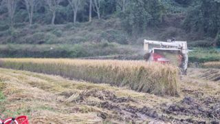 김동명님의 고구마 · 영농일지 작성글 사진