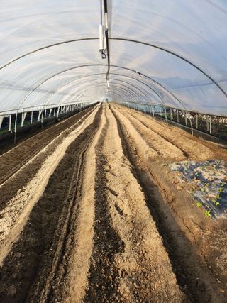 농촌사랑 논산사랑님의 파 · 영농일지 작성글 사진