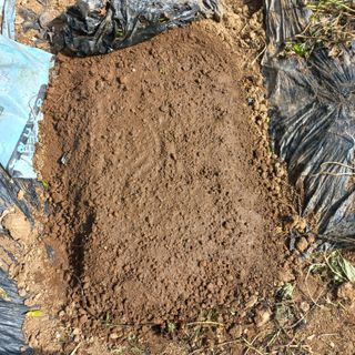 김건우님의 양파 · 영농일지 작성글 사진