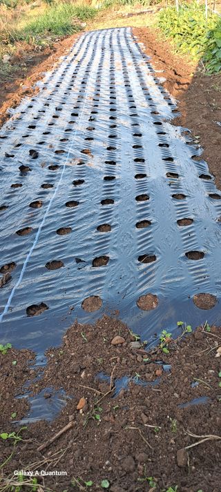 김윤철님의 마늘 · 영농일지 작성글 사진