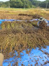 팜모닝 들깨·영농일지 게시글 이미지