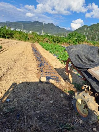 손정식님의 마늘 · 영농일지 작성글 사진