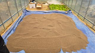 김흥환 님의 들깨 · 영농일지 작성글 사진