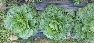 박종권님의 기타작물 · 영농일지 작성글 사진