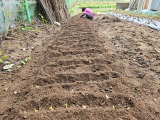 경달현님의 파 · 영농일지 작성글 사진