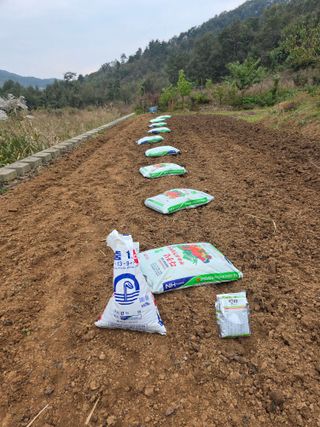 초평매박골(최안규)님의 마늘 · 영농일지 작성글 사진