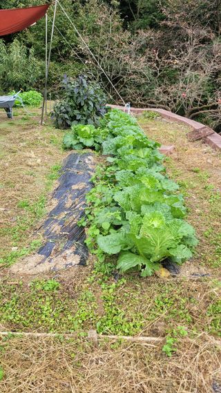 화양초보님의 기타작물 · 영농일지 작성글 사진