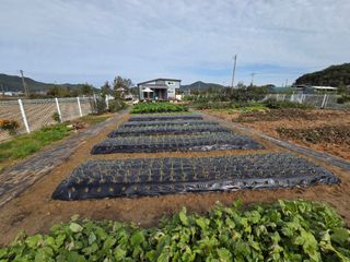 봉원대님의 기타작물 · 영농일지 작성글 사진