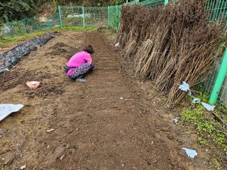 경달현님의 파 · 영농일지 작성글 사진