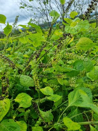 이석균님의 기타작물 · 영농일지 작성글 사진