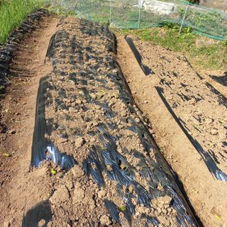 김건우님의 양파 · 영농일지 작성글 사진