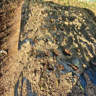 김건우님의 양파 · 영농일지 작성글 사진