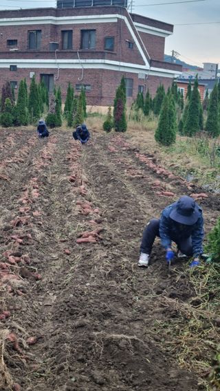 김동명님의 고구마 · 영농일지 작성글 사진