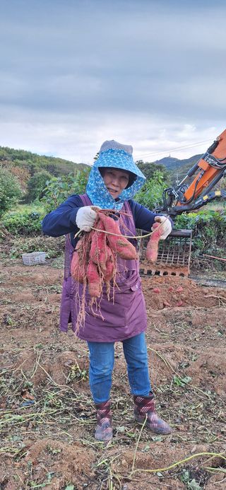 김숙희님의 고구마 · 영농일지 작성글 사진