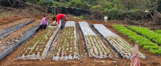 김윤오님의 양파 · 영농일지 작성글 사진