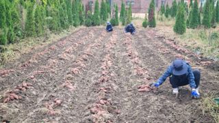 김동명님의 고구마 · 영농일지 작성글 사진