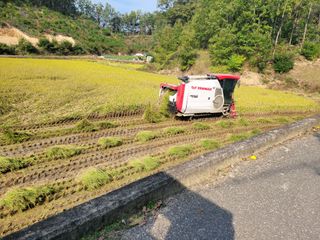 아리랑님의 벼 · 영농일지 작성글 사진