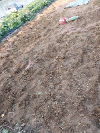 상추20832님의 고구마 · 영농일지 작성글 사진