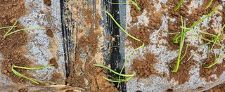 김윤오님의 양파 · 영농일지 작성글 사진