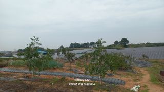 인생TV님의 기타작물 · 영농일지 작성글 사진