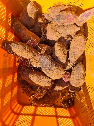 들깨 자색마 고추님의 기타작물 · 영농일지 작성글 사진