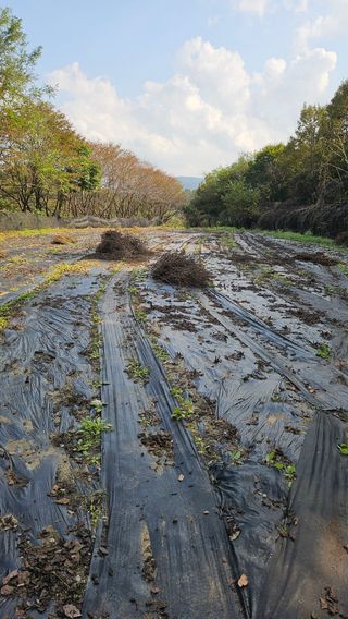 이지은님의 들깨 · 영농일지 작성글 사진