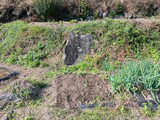 한골머스마님의 마늘 · 영농일지 작성글 사진