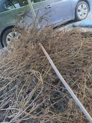 손정식님의 마늘 · 영농일지 작성글 사진