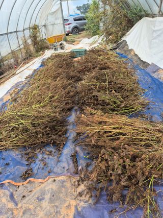 김기철님의 들깨 · 영농일지 작성글 사진