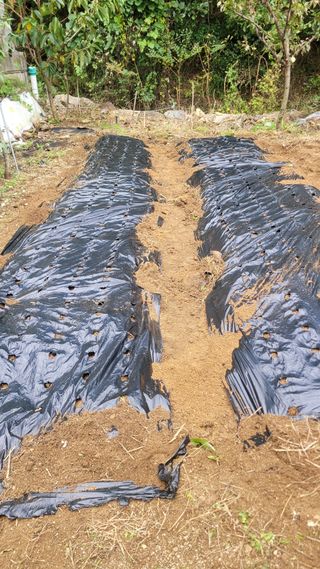 화양초보님의 기타작물 · 영농일지 작성글 사진