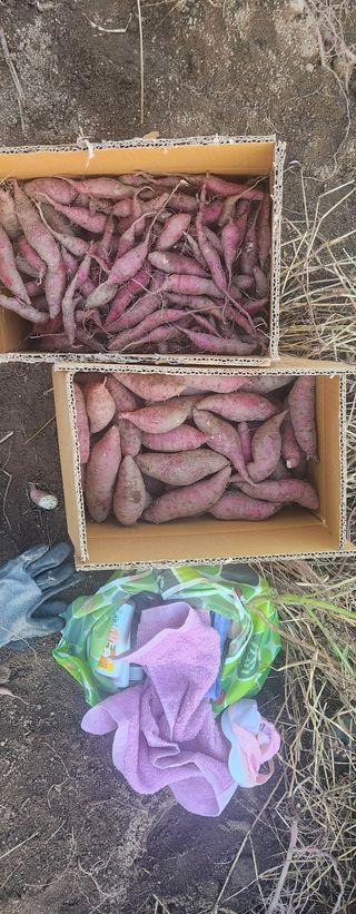 스마일00님의 고구마 · 영농일지 작성글 사진