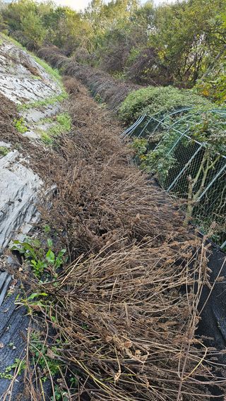 이지은님의 들깨 · 영농일지 작성글 사진