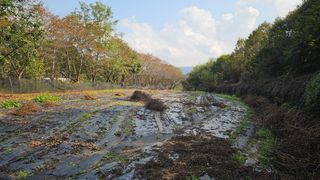 이지은님의 들깨 · 영농일지 작성글 사진