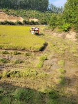 팜모닝 벼·영농일지 게시글 이미지