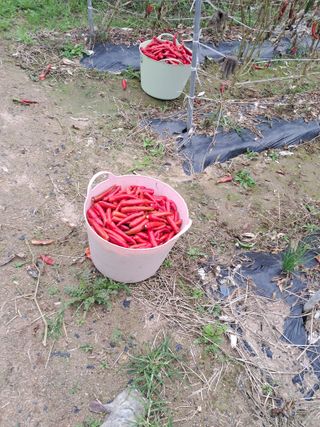 노재영님의 고추 · 영농일지 작성글 사진