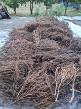 팜모닝 기타작물·영농일지 게시글 이미지