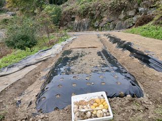 한골머스마님의 마늘 · 영농일지 작성글 사진