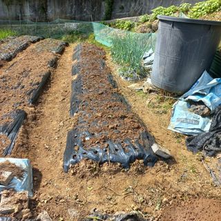 김건우님의 양파 · 영농일지 작성글 사진