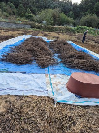 마늘16716님의 들깨 · 영농일지 작성글 사진