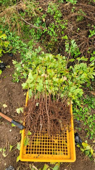 서초농원님의 기타작물 · 영농일지 작성글 사진