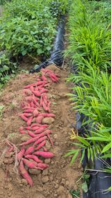 팜모닝 고구마·영농일지 게시글 이미지