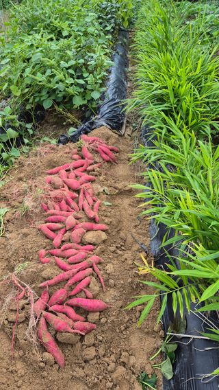 임붕철님의 고구마 · 영농일지 작성글 사진