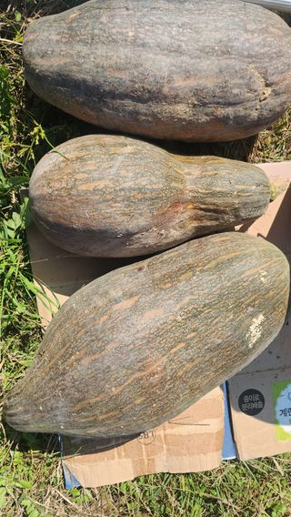 장흥 모경화 님의 기타작물 · 영농일지 작성글 사진