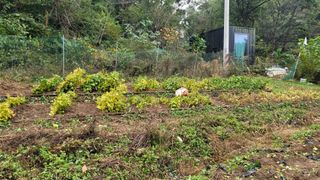 서초농원님의 기타작물 · 영농일지 작성글 사진